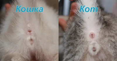 Как различить кошку от кота фотографии