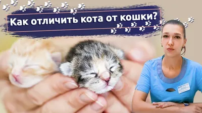 Кошки или коты? Выберите свой формат и скачайте фото бесплатно