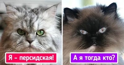 Фотографии кошек и котов: Бесплатно скачать в различных форматах (jpg, png, webp)