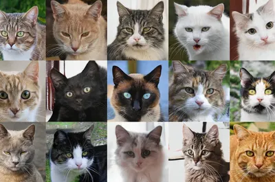 Как различить кошку от кота: Полезные советы и фотографии в разных форматах