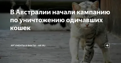 Фотографии кошек и котов: Скачать бесплатно в хорошем качестве для любых нужд