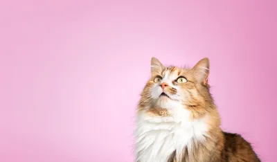 Фото кошек: выбирайте размер и формат изображения