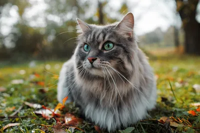 Как видят кошки: фотографии для любителей