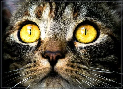 Фото кошек: выбирайте размер и формат скачивания