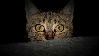 Как видят кошки: фотографии, залитые домашним уютом