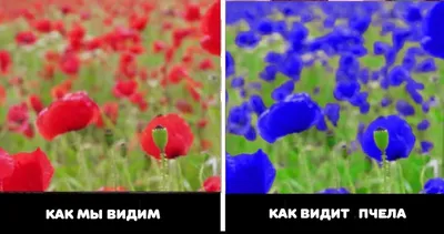 Как видят кошки: коллекция фотографий