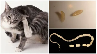 Как выглядят глисты в кале у кошки фотографии