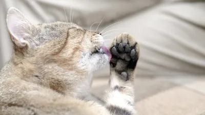 Фотографии глистов в кале у кошки: скачать бесплатно в JPG
