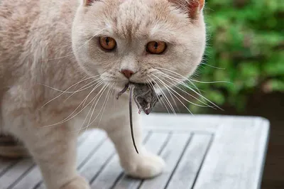 Удивительные глисты в кале у кошки: фото