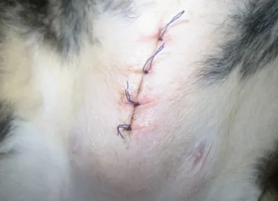 Фото шва после стерилизации кошки: скачать бесплатно в png формате