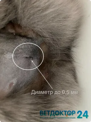 Изображение шут после стерилизации кошки: скачать в jpg