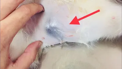 Кошка после стерилизации: фотография шва в webp