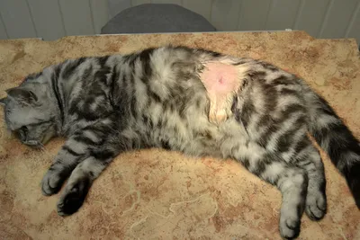Фотография шва после стерилизации кошки: png формат