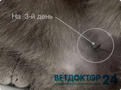 Как выглядят швы после стерилизации кошки: фото в webp формате