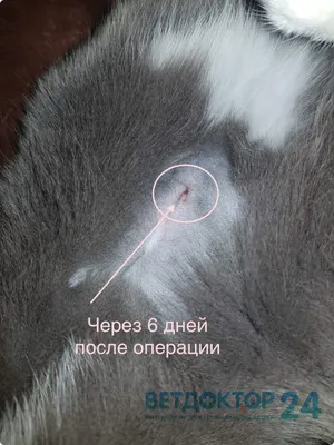 Изображение шва после стерилизации кошки в отличном качестве: png скачать бесплатно