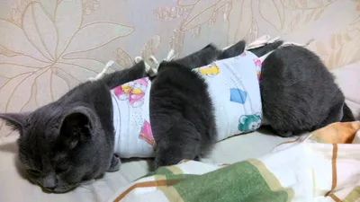 Фотография кошки с видимым швом после стерилизации: jpg формат