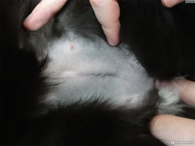 Шов после стерилизации кошки на картинке: jpg скачать бесплатно