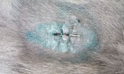 Фотография шова после стерилизации кошки: скачать бесплатно в png