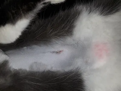Изображение шва после стерилизации кошки в отличном качестве: png