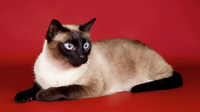 Как выглядит сиамская кошка фотографии