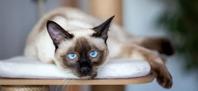 Как выглядит сиамская кошка: фото в хорошем качестве