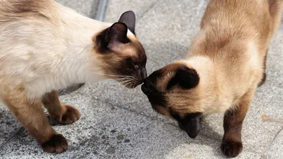 Захватывающие снимки сиамской кошки