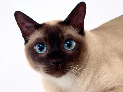Как выглядит сиамская кошка: фото в формате png