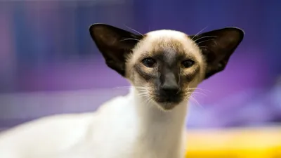 Изображения сиамской кошки для свободного скачивания