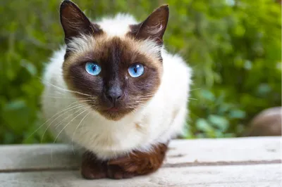 Фон сиамской кошки: атмосфера гармонии и спокойствия
