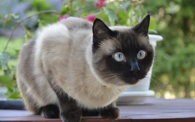 Как выглядит сиамская кошка фотографии
