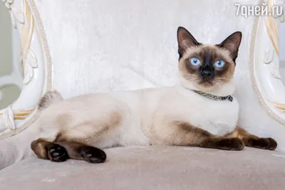 Картинки сиамской кошки: исследуйте ее уникальный вид