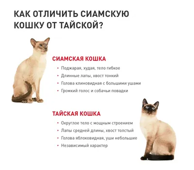 Скачать фото сиамской кошки бесплатно