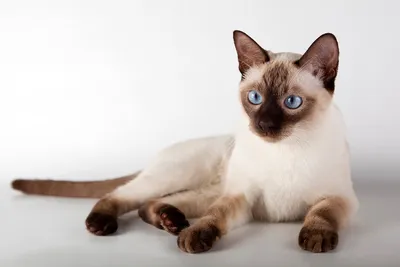 Впечатляющие снимки сиамской кошки