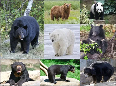 Какие бывают медведи фотографии