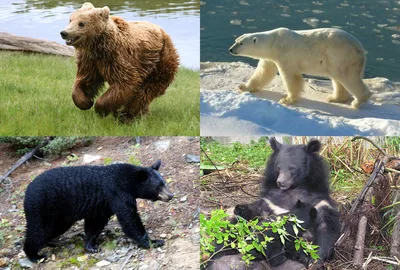 Исследуйте мир медведей через фотографии