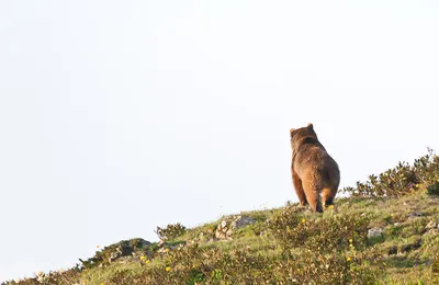 Фото медведей в форматах jpg, png, webp для скачивания