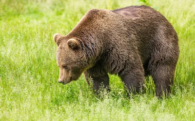 Потрясающие фото медведей всех видов