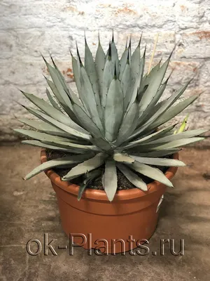 Agave ATTENUATA — Агава Оттянутая, 3 семени - Купить семена Суккулентов,  Кактусов и Адениумов