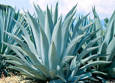 Прочие редкие многолетники : Agave -Агава ГОЛУБАЯ