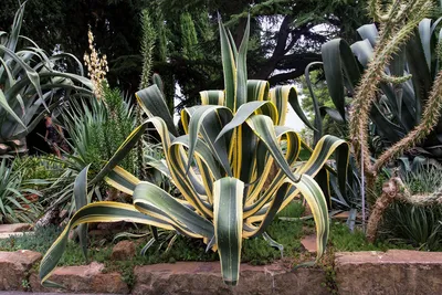 Агава пестролистная Agave variegated 20л — цена в LETTO