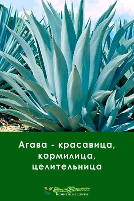 Бесплатное изображение: Агава, Кактус, растений, пустыни, цветы
