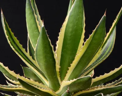 Каталог Агава треугольная (Agave triangularis) семена 2 шт от магазина  ThFlora