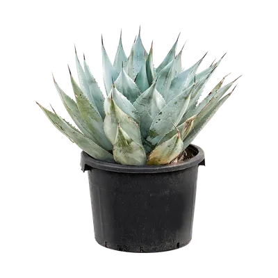 Агава Макроканта 🌼 купить в Москве недорого с доставкой - GoodFlora