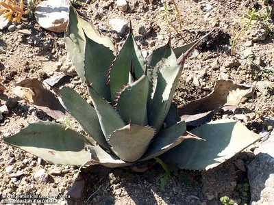 Агава (Agave lophantha 'quadricolor') | Raritet-plants