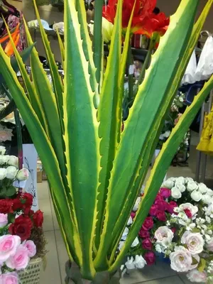 Агава потаторум Agave potatorum
