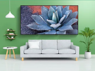 Агава (Agave cv 'Becky' variegated) | Raritet-plants