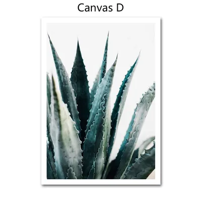 Агава кактус. Агава зеленая. Cactus backdround, cacti design or cactaceae  pattern. стоковое фото ©Tverdohlib.com 568465858