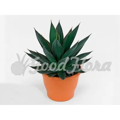 Agave CUPREATA — Агава Покрытая, 3 семени - Купить семена Суккулентов,  Кактусов и Адениумов