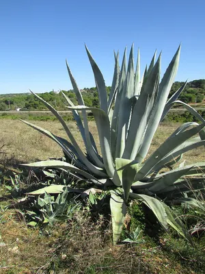 Агава нитеносная Agave filifera купить
