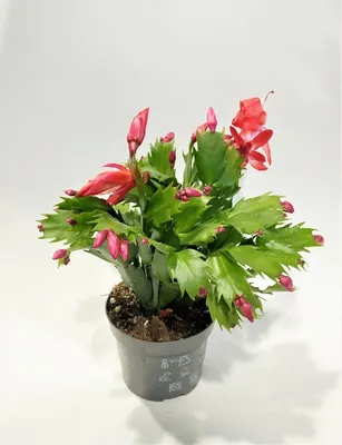Цветок Шлюмбергера(Декабрист) кактус …» — создано в Шедевруме